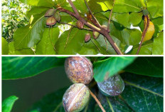 Khasiat Biji Ketapang untuk Kesehatan: Sumber Nutrisi Alami yang Jarang Diketahui