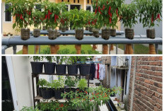 Rumah Sempit Bukan Halangan! Cara Membuat Kebun Cabai Rawit Mini agar Tetap Bisa Panen