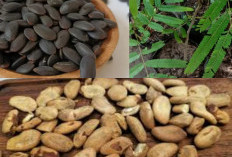  Waw Wajib Diketahui Manfaat Buah Kedawung untuk Kesehatan: Si Kecil yang Kaya Khasiat!