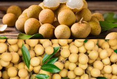 Klengkeng: Buah Manis yang Penuh Nutrisi, Ini Segudang Kebaikannya untuk Kesehatan Tubuh