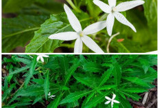 Jangan Diremehkan, Kitolod Ternyata Sering Dimanfaatkan untuk Pengobatan Tradisional!