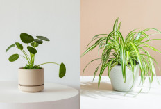 Inspirasi Tanaman Hias Mini untuk Kamar Anak, Bikin Ruangan Lebih Segar dan Ceria!