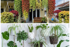7 Jenis Tanaman Hias Gantung Ini: Bikin Suasana Rumah Teduh dan Estetik ala Resort!