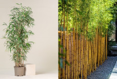 Jenis-Jenis Bambu Hias yang Cocok untuk Lingkungan Rumah!