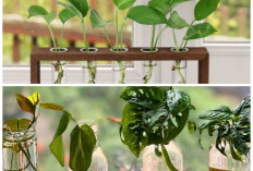 Tren Dekorasi 2026: Tanaman Hias Hidroponik Cantik, Minimalis, dan Anti Ribet Perawatannya