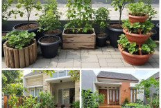 8 Ide Kebun Buah Mini di Teras Rumah Tanpa Bongkar Paving, Simpel tapi Hasilnya Melimpah!