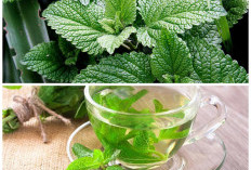 Daun Mint sebagai Obat Alami, Segarkan Mulut dan Jaga Kesehatan Pencernaan