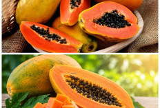  Manfaat Buah Pepaya untuk Kesehatan Tubuh, Bantu Lancarkan Pencernaan hingga Jaga Daya Tahan