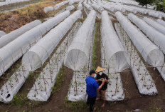 BRI Salurkan KUR Rp65,95 Triliun,Jangkau 558 Ribu Petanidan 23 Ribu Nelayan per April 2026