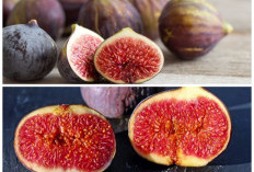 Ingin Cepat Punya Momongan? Kenali Manfaat Buah Tin dan Cara Konsumsinya untuk Mendukung Program Hamil