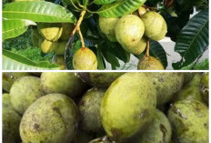 Buah Limus dan Segudang Manfaatnya: Dari Meningkatkan Daya Tahan hingga Menjaga Berat Tubuh
