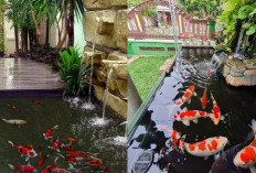 Desain Kolam Ikan Koi Minimalis, Menyempil yang Bikin Rumah Lebih Hidup!
