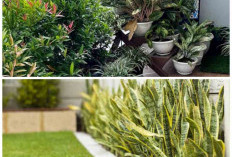 Ayam Enggan Mendekat! 5 Jenis Tanaman Ini Ampuh Jaga Kebersihan Halaman Rumah