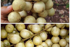 Khasiat Tersembunyi Buah Rambai untuk Menjaga Kesehatan Tubuh Secara Alami!