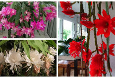 5 Jenis Bunga Wijayakusuma dan Cara Merawatnya, Tanaman Legendaris yang Cantik dan Sarat Makna