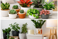 7 Tanaman Hias Mini yang Cocok untuk Kamar Anak, Bikin Ruangan Lebih Segar dan Menyenangkan