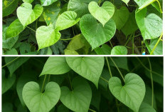 Daun Sembukan dan Khasiatnya untuk Kesehatan: Herbal Alami yang Baik untuk Pencernaan