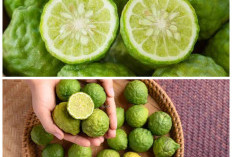 Rahasia Buah Limus: Khasiat Alami untuk Daya Tahan Tubuh hingga Bantu Turunkan Berat Badan!