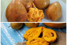Jarang Ditemui! Buah Tropis Ini Punya Khasiat Luar Biasa untuk Menjaga Kesehatan