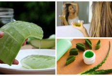 Cara Memakai Lidah Buaya untuk Rambut: Atasi Rontok, Kering, dan Rambut Rusak Secara Alami