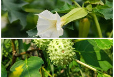 Mengenal Daun Kecubung, Tanaman Herbal dengan Manfaat dan Risiko Berbahaya