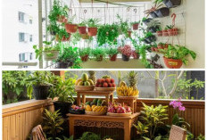Teras Rumah Kecil Disulap Jadi Taman Buah Mini, Tetap Produktif Meski Ruang Terbatas
