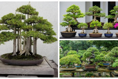 Seni Miniatur Alam Nusantara: Delapan Bonsai Lokal yang Menghidupkan Estetika Rumah