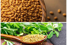 Khasiat Fenugreek yang Jarang Diketahui: Rahasia Alami Menjaga Kesehatan dari Dalam