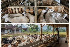 Tetap Kerja Kantoran, Tetap Bisa Ternak Kambing: Ini Strategi Praktisnya