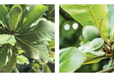 Tanaman Ketapang: Kegunaan, Varietas, dan Cara Perawatannya