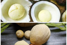 Khasiat Tersembunyi Kentos Kelapa untuk Menjaga Kesehatan Tubuh!