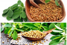 Kenali Fenugreek, Rempah Herbal Kaya Manfaat yang Baik untuk Kesehatan!