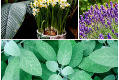 Tak Perlu Racun! Ini 5 Tanaman Alami untuk Mengusir Tikus dari Rumah