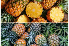Manfaat Buah Nanas untuk Kesehatan, Ampuh Dukung Program Diet dan Tingkatkan Imunitas