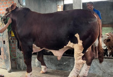 Sapi Banmas Presiden Berbobot 1 Ton Lebih, Dipelihara Peternak Milenial Pagar Alam