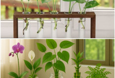 5 Tanaman Hias Hidroponik Terpopuler 2026 yang Bikin Rumah Makin Estetik