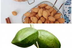 Biji Ketapang dan Manfaatnya bagi Tubuh, Si Kecil Bernutrisi Tinggi yang Mulai Terlupakan