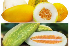 Timun Suri: Buah Segar yang Ternyata Punya Banyak Manfaat untuk Kesehatan
