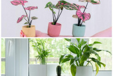 Tren Tanaman Hias 2026: Pilihan Populer untuk Dekorasi Rumah Kekinian