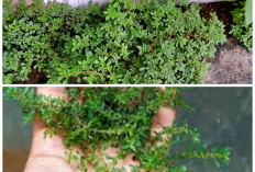 Pilea Microphylla si “Ketumpangan Air”: Dari Gulma Biasa Jadi Herbal Penuh Khasiat
