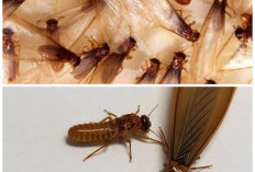 Laron Bermunculan Setelah Hujan? Ini 7 Cara Ampuh Mengusirnya dari Rumah