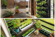 Ide Cerdas Taman Buah Mini di Teras Rumah, Hunian Sempit Tetap Produktif dan Asri
