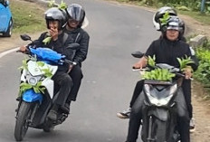 Tak Patut Ditiru, Wisatawan Dilarang Petik Daun Teh Aset PTPN Tanpa Izin