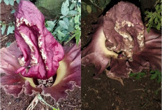 Bunga Bangkai Tumbuh di Pekarangan Rumah Warga di Pagar Alam