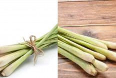 Manfaat Sereh untuk Kesehatan: Herbal Murah dengan Segudang Khasiat!