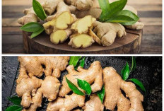 Rahasia Jahe untuk Daya Tahan Tubuh: Manfaat Alami dan Cara Mudah Mengolahnya Jadi Minuman Sehat!