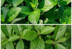 Kenali Manfaat Daun Keji Beling, Solusi Tradisional untuk Ginjal Lebih Sehat