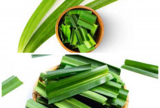 Rahasia Daun Pandan untuk Kesehatan: Wangi Alami dengan Manfaat Luar Biasa!