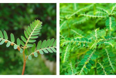 5 Manfaat Daun Meniran untuk Kesehatan Tubuh