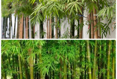 Rekomendasi Bambu Hias Terbaik yang Bisa Mempercantik Lingkungan Rumah
